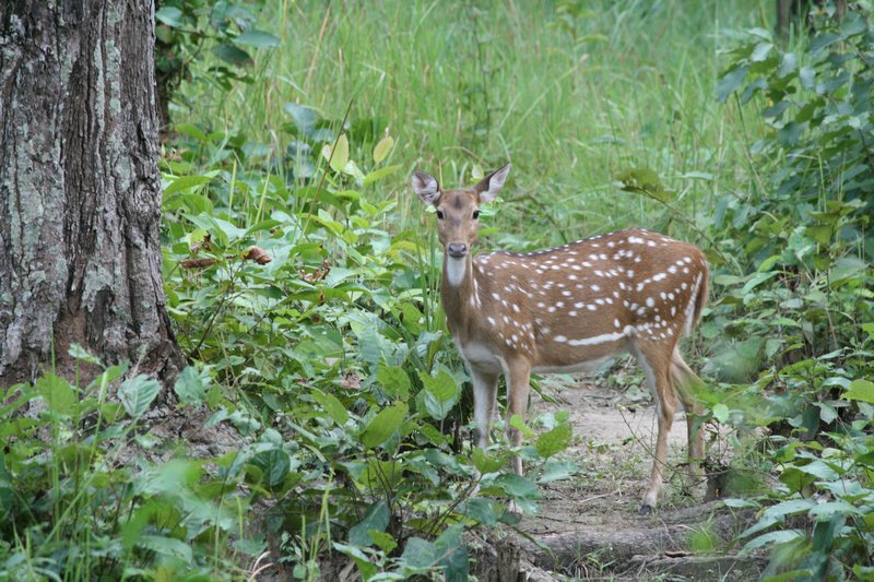 Female spotte deer