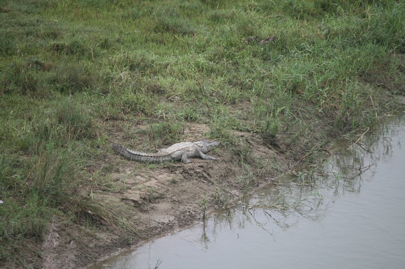 Marsh mugger crocodile