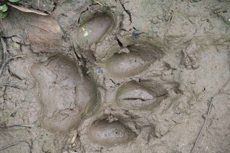Fresh tiger pug marks