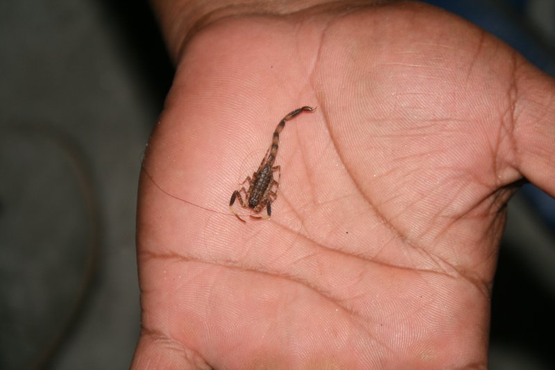 The small scorpion that stung me, squashed