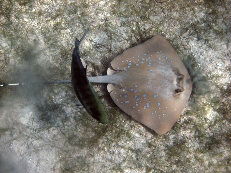 Blue spotted stingray