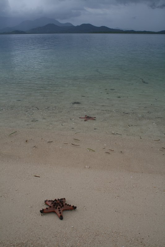 Starfish, starfish island