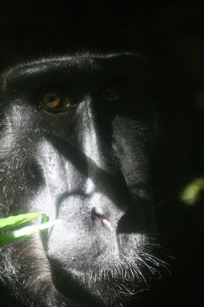 Portrait of Sulawesi Black Macaque