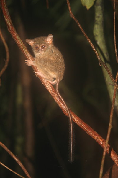Another ridiculously cute tarsier