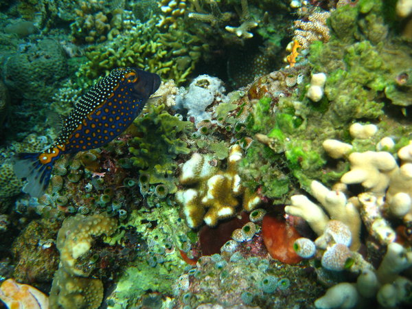 pretty boxfish