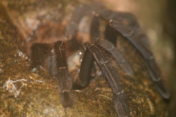 Tarantula, up close and hairy