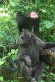 Sulawesi black crested macaques, front and rear view