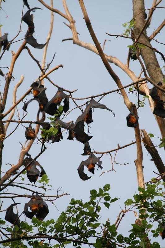 A colony of fruit bats