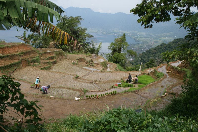 Rice paddy and farmers