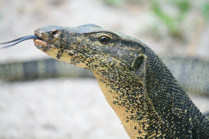 A monitor lizard
