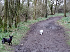 Wicket and Ziggy on their first walk