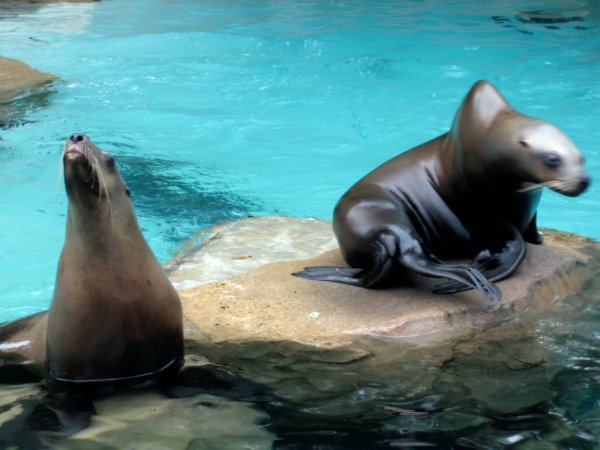 Big Daddy Seal at Vancouver Aquarium