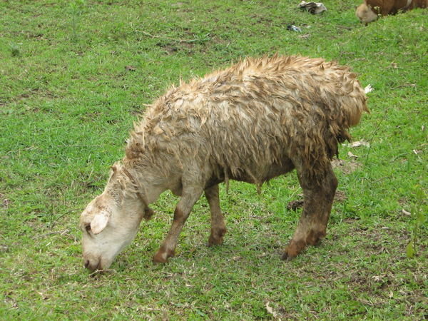 wet sheep