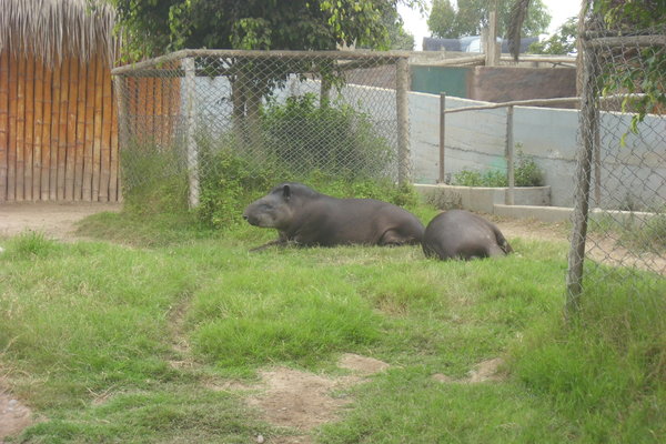 tapiirit