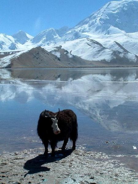 Yak i Lake Karakol