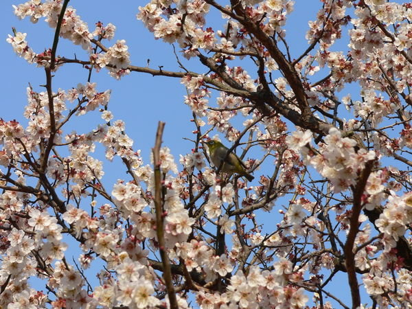Bird in the Plum Tree