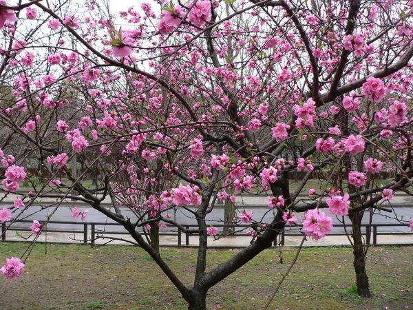 Pink Plum Blossoms