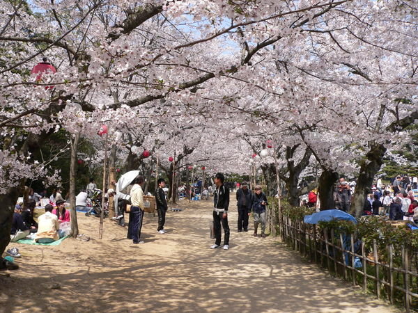 Under the Sakura