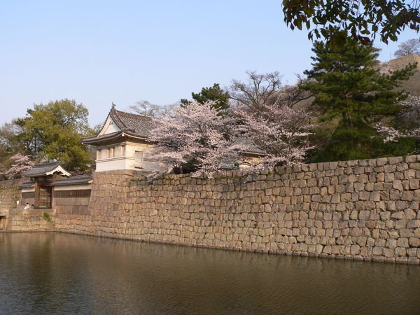 Sakura above the moat