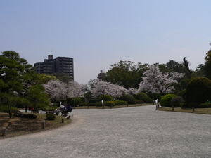 Cherry Blossoms at Ritsurin