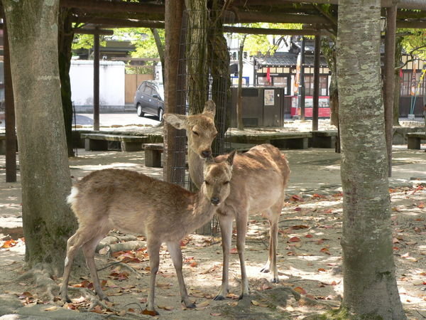Deer kisses