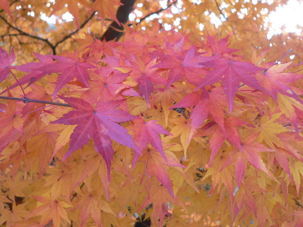 Autumn leaves in Arashiyama