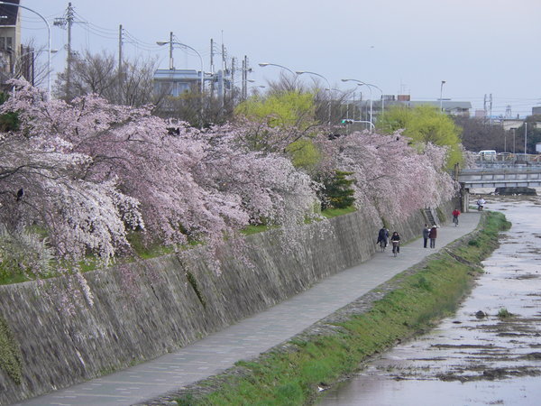 Sakura along the River