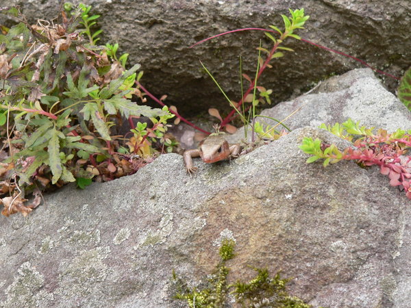Random Lizard on the Castle Walls