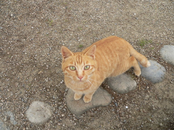 My lunchtime friend in Matsue