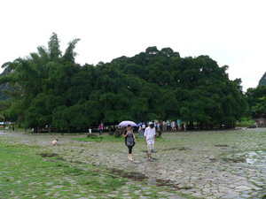1,400 year old Banyan Tree