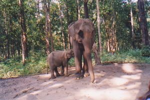 elephants at the lodge