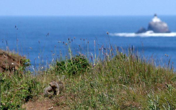 Squirrel and Tillamook Lighthouse
