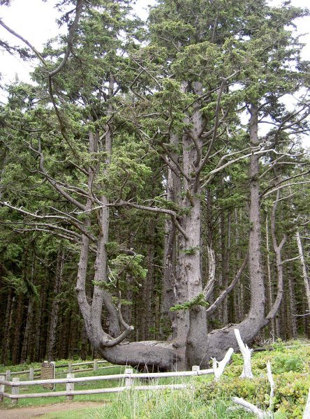 The Octopus Tree