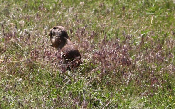 The Comical Black Tailed Prairie Dog