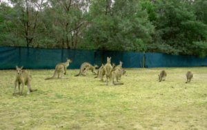More Kangaroos