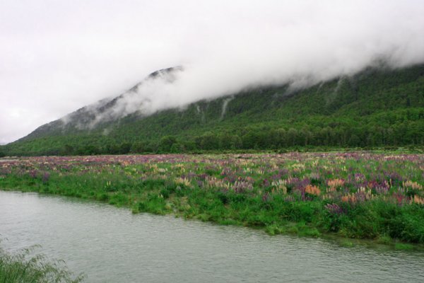 Lupins and Clouds of the Fjordland