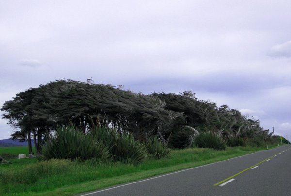 Wind-blown bushes