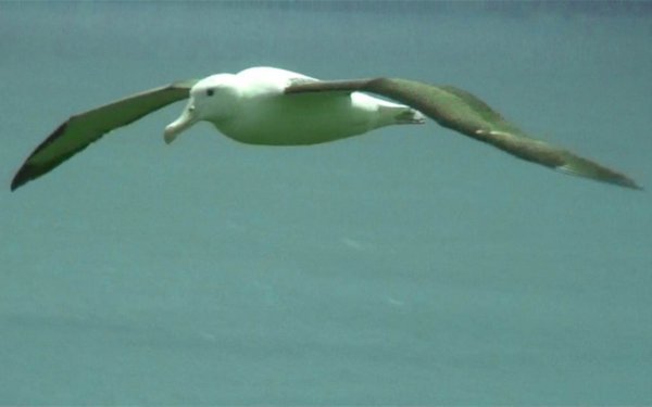 Royal Albatross glides past