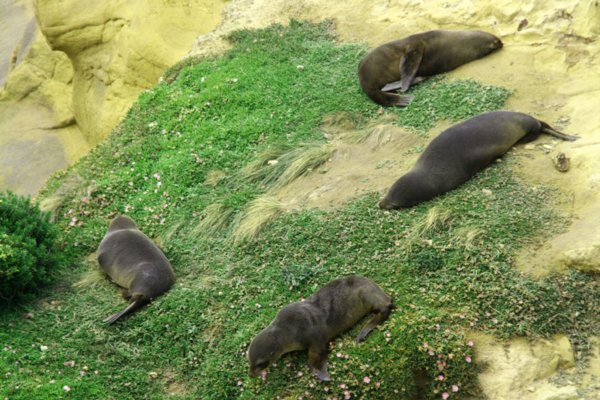 Fur Seals at Shag Point