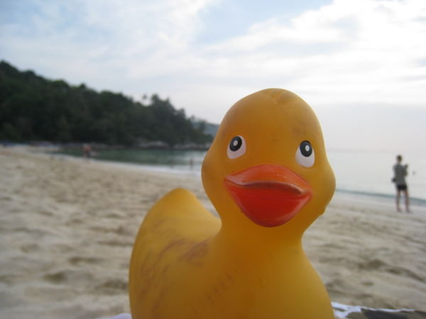Ducky in Karon, Phuket Thailand