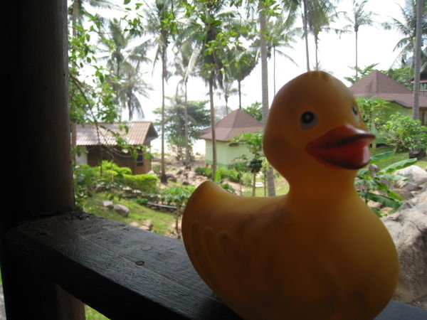 Ducky on Ko Tao