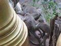 Monkeys at Tiger Cave