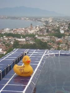 A duck eyes view from the horizon pool in Puerto Vallarta.