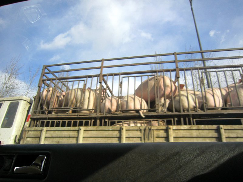 Pigs in a truck