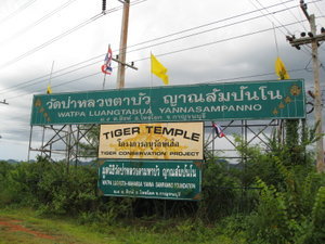 Welcome to Tiger Temple