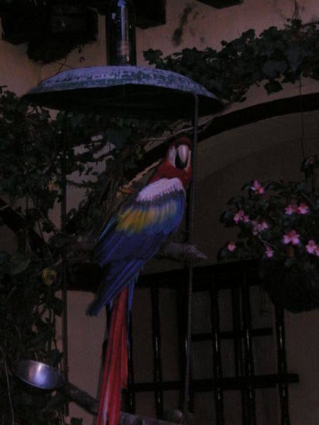 Parrot at our hotel