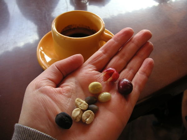 Coffee in its many forms