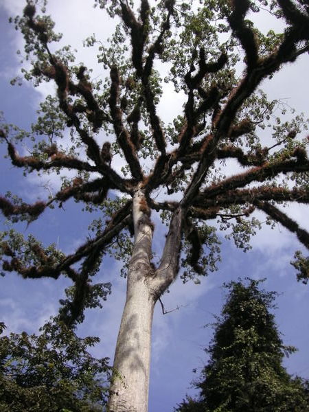 The Ceiba tree