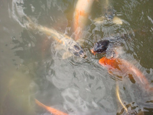 Hungry carp at the Japanese Garden