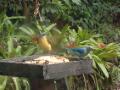 Birdlife, Botanic Gardens